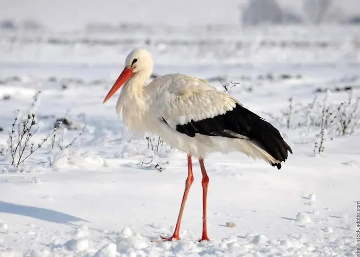 Parenthese Nature